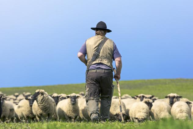 Jesus nutzte alltägliche Bilder, wie das Hüten von Schafen, um seine Lehre zu verdeutlichen. 