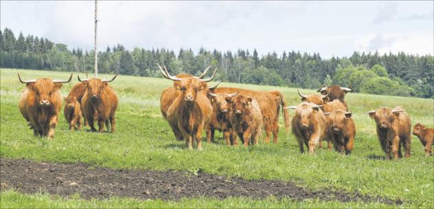 Christian Arnold, Förster, Wald, Waldumbau, Nachhaltigkeit, Gleichgewicht, Tiere