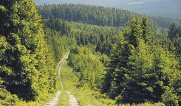 Wald grün Grenze DDR Thüringen