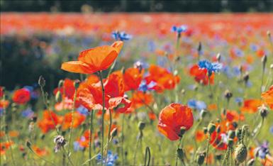 Natur, Wunder, Blumen, Mohn, Leubnitz, Rößnitz, Vogtland, Landwirtschaft