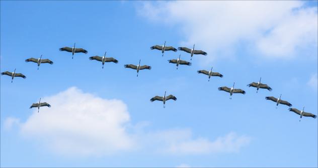 Vögel Himmel Sehnsucht Hoffnung Gott