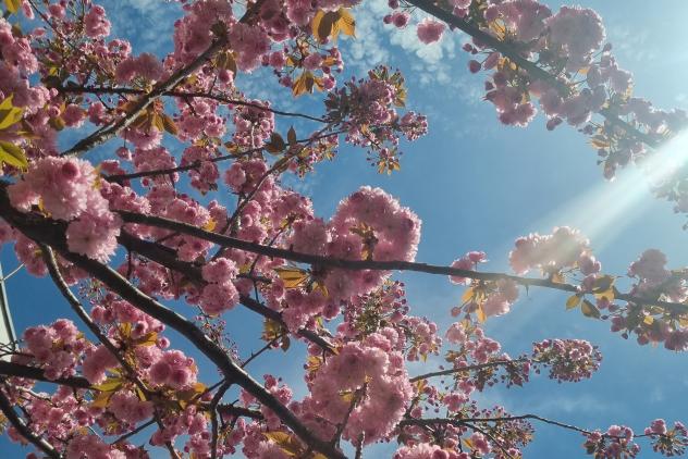 Kirschblüte Bad Dürrenberg Laga