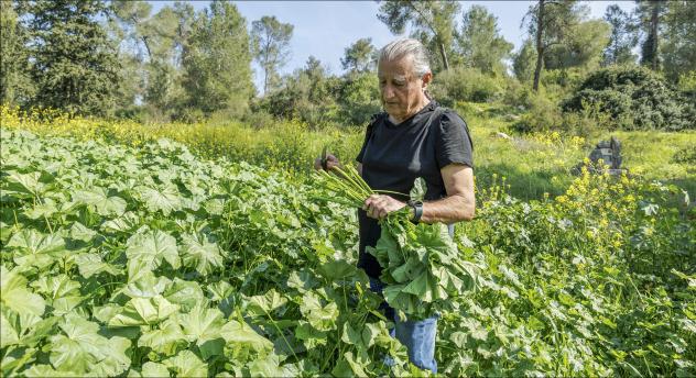 Chefkoch Mosche Basson erntet »Khubeza«, eine wilde Malvenart, die wie Spinat verwendet wird, in einem Wald nahe Ben Shemen (Israel). © kna-Bild/Andrea Krogmann