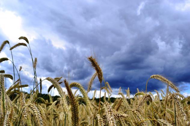 Weizen Feld Ukraine Lebensmittel Preise 