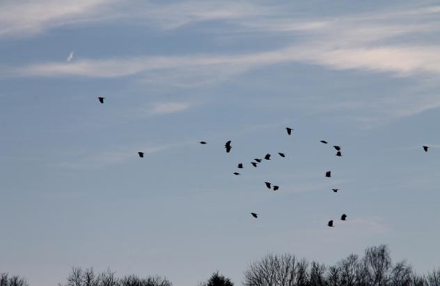 Himmel, Denken, Loslassen, Vögel, 