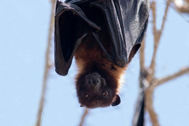 Fledermaus-Paten werden ausgezeichnet Sachsen