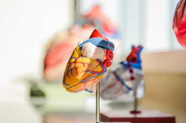 Organspende Transplantationsmedizin Herz
