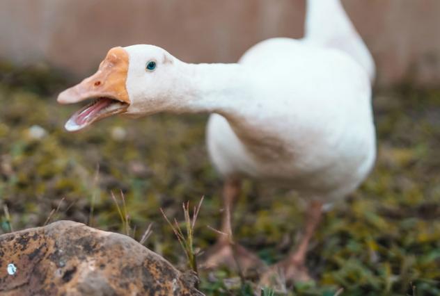 Gans, Gänse, Martinsfeste, Andachten, Laternenumzüge und Martinsfeuer in ganz Sachsen