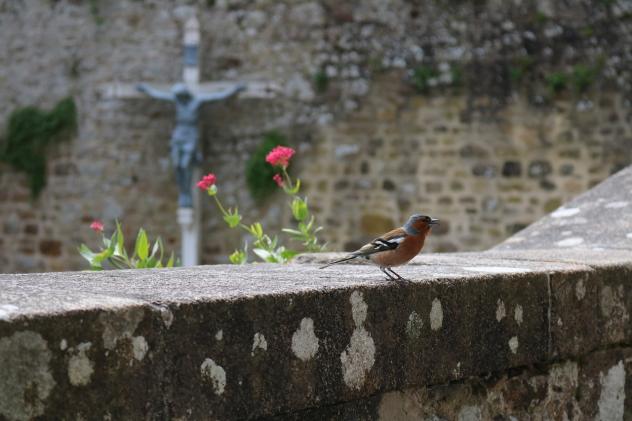 Friedhof Natur Artenvielfalt Tiere Nistkasten