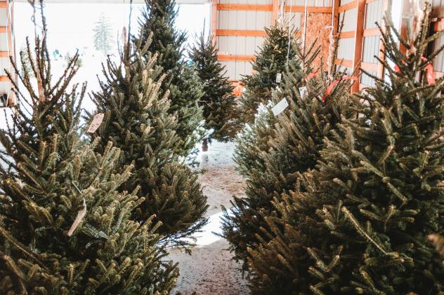 Tannen Weihnachtabäume Umwelt-Tipps Weihnachtsbaum kaufen