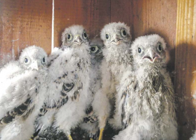 Apostelkirche Dresden-Tra­chau, Tiere, Vögel, Falken, Fledermäuse, Mauersegler, Turmfalken