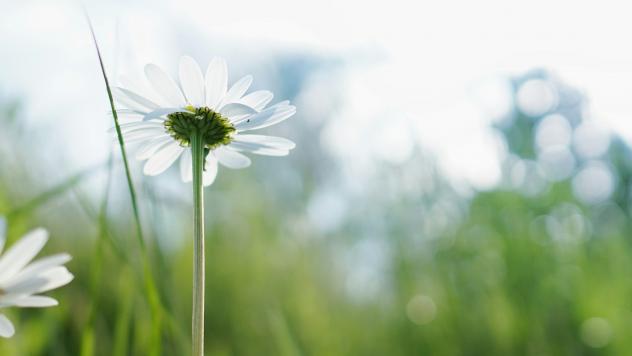 »Klein, aber fein«: Kirchen auf der Landesgartenschau Sachsen-Anhalt in Bad Dürrenberg