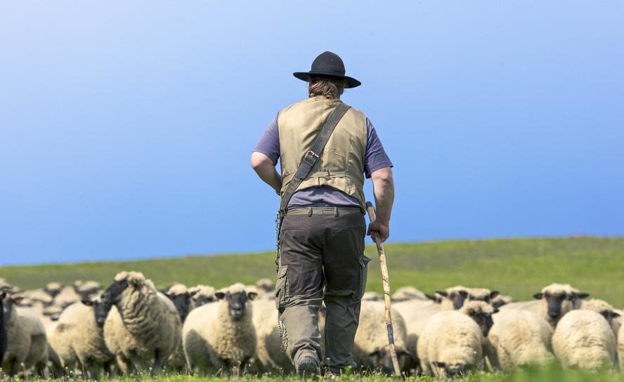Jesus nutzte alltägliche Bilder, wie das Hüten von Schafen, um seine Lehre zu verdeutlichen. 