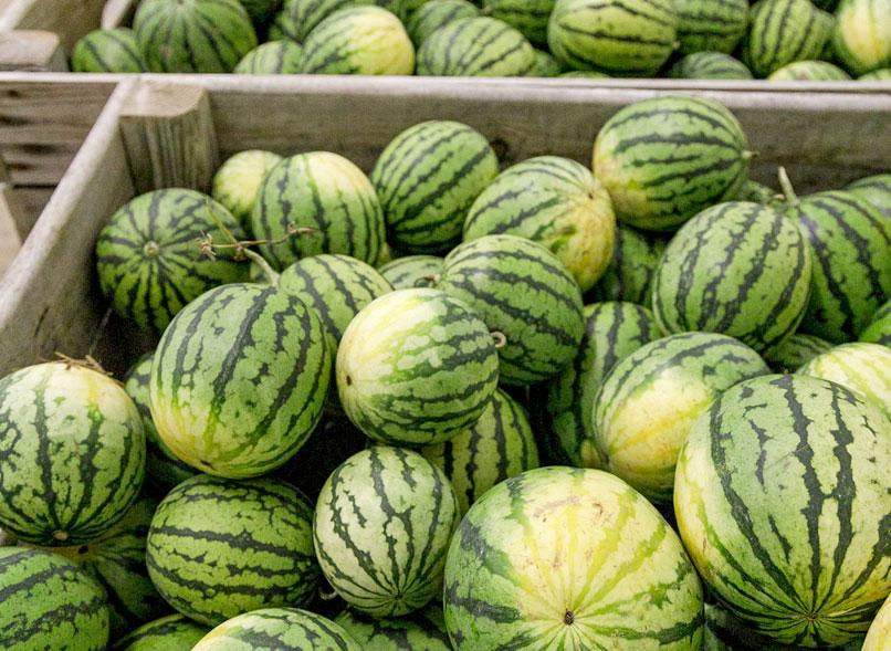 Melonen konnten in diesem Jahr reichlich geerntet werden. © Uwe Winkler