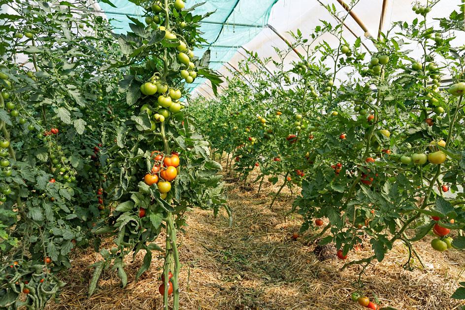 In Folientunneln wachsen Tomaten, Paprika, Bohnen und mehr. © Uwe Winkler