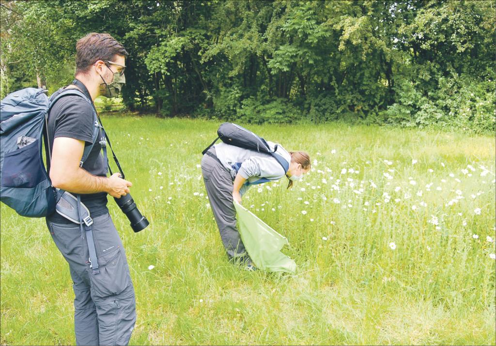 Insekten, Bienen, Insektenzählen, NABU, Naturschutz, 