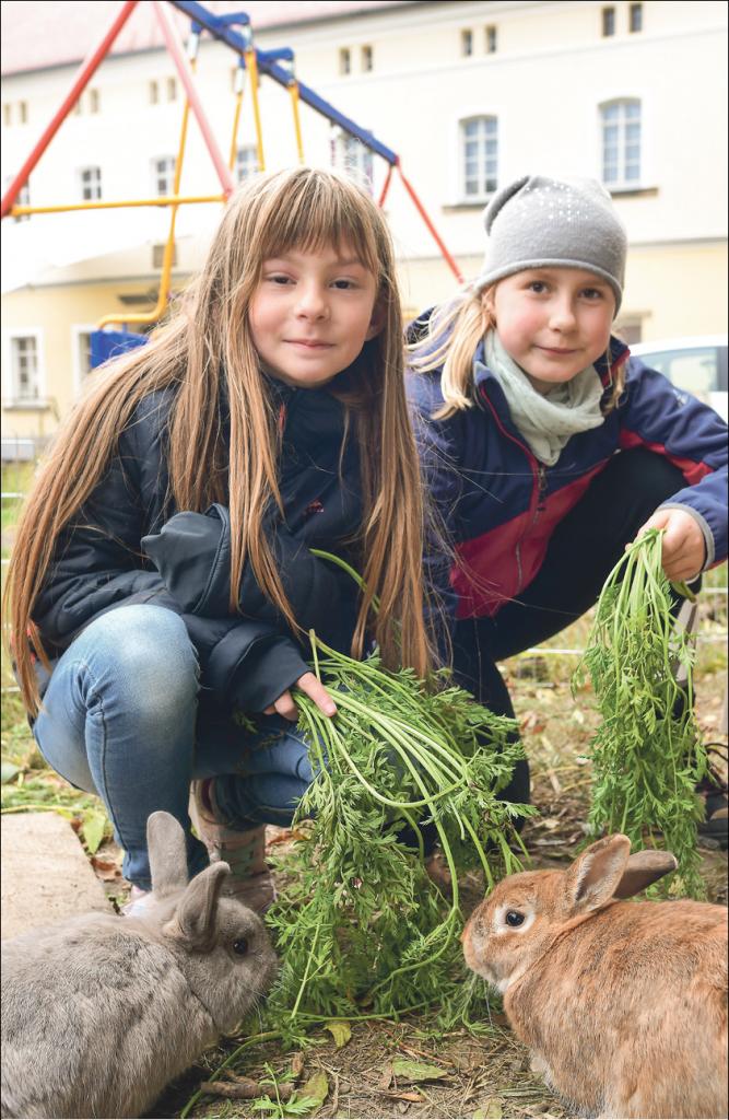 Kinder, Hasen, füttern