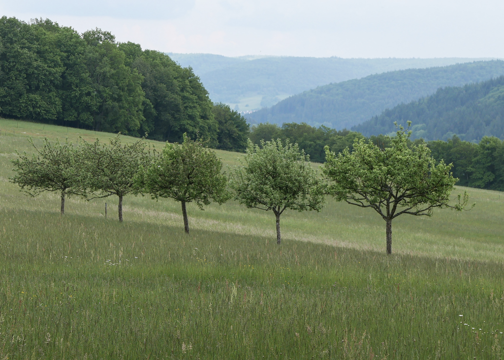 Blick in die Weite: Immer wieder eröffnet der Wanderweg durch den Spessart weite Ausblicke. © Georg Magirius