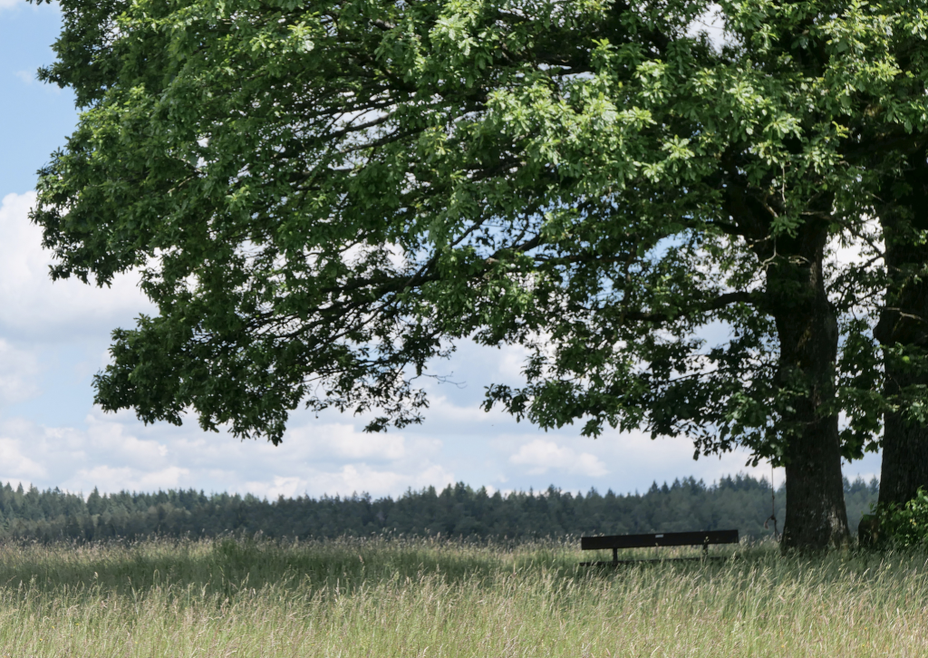 Eine Bank am Philosophenweg, der durch den Wald des Hochspessarts nach Heigenbrücken führt. © Georg Magirius