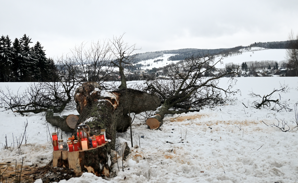 Unfallstelle, an der der Schul- bus gegen einen Baum prallte. © Christine Bergmann