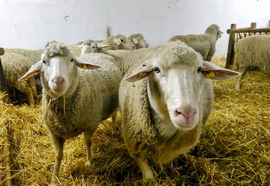 Die Schafe konnten auch gestreichelt werden. © Daniel Förster 