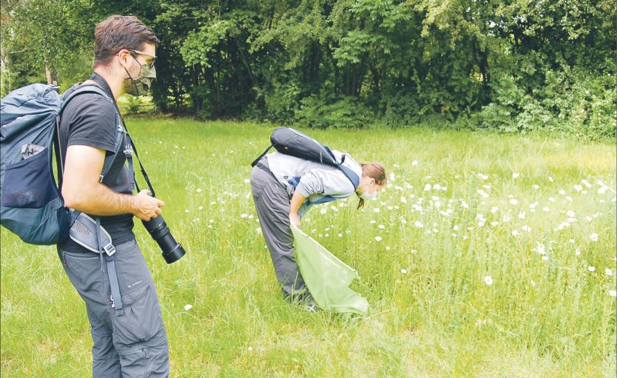 Insekten, Bienen, Insektenzählen, NABU, Naturschutz, 