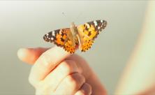 Schmetterling auf Fingern. – »Jetzt ist die Zeit« – so heißt die Losung des Evangelischen Kirchentages