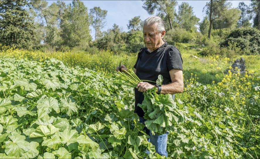 Chefkoch Mosche Basson erntet »Khubeza«, eine wilde Malvenart, die wie Spinat verwendet wird, in einem Wald nahe Ben Shemen (Israel). © kna-Bild/Andrea Krogmann