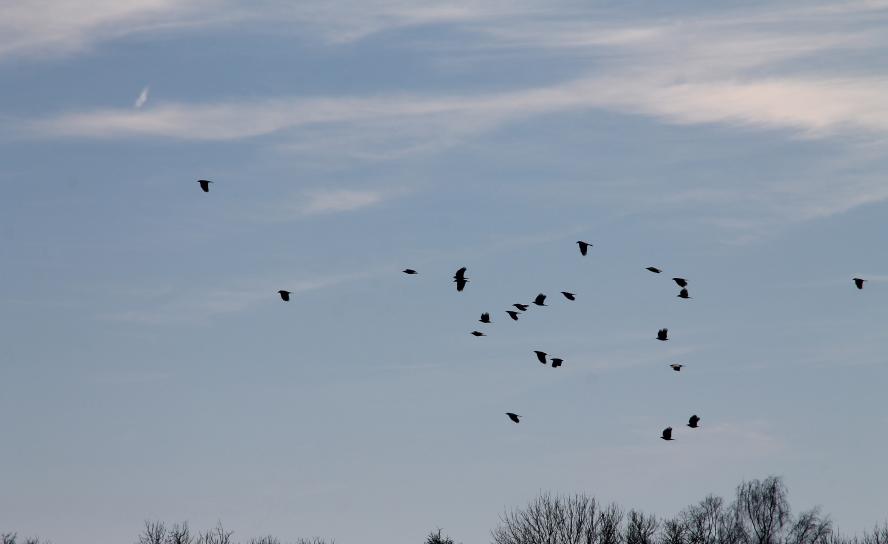 Himmel, Denken, Loslassen, Vögel, 