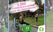 3.000 Frühblüher-Zwiebeln vor Leipziger Kirche gesteckt