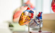 Organspende Transplantationsmedizin Herz