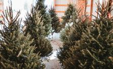 Tannen Weihnachtabäume Umwelt-Tipps Weihnachtsbaum kaufen
