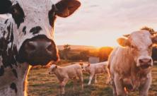 Bischof Bilz informiert sich über nachhaltige Landwirtschaft